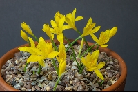 Sternbergia greuteriana